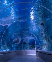 伊斯坦布爾 Emaar 水族館 & 水下動物園門票