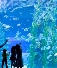 首爾樂天世界水族館門票