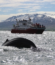 阿克雷裏經典賞鯨體驗