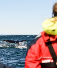 阿克雷裡觀鯨體驗