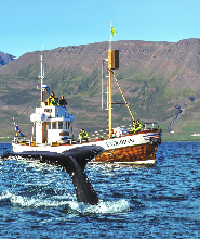 阿斯高斯沙杜爾賞鯨船之旅