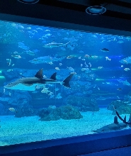 水原光教Aqua Planet水世界折扣門票