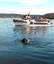 雷克雅維克賞鯨與海鸚鵡半日遊