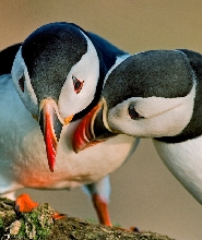 雷克雅維克快艇賞海鸚之旅