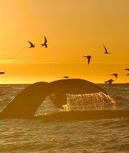 在胡薩維克參加大型鯨魚和海鸚遊船之旅