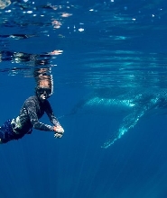 在寧格魯礁與座頭鯨共遊