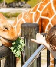 邁阿密動物園門票