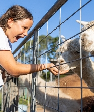 在布里斯班與農場動物見面互動