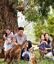 菲利普島自然生態與企鵝歸巢探險之旅
