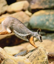 羅恩斯利公園袋鼠、岩石和銅礦四驅車導覽之旅