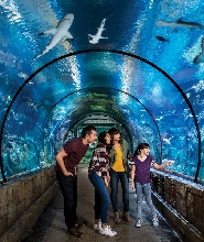 拉斯維加斯鯊魚礁水族館門票