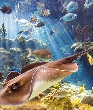 佛羅裏達水族館免排隊門票
