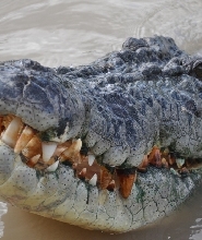 跳躍鱷魚探險之旅含午餐