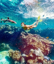 斐濟與鯊魚共遊終極體驗