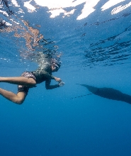 斐濟魟魚共遊體驗