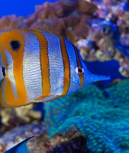 熱那亞水族館門票