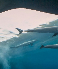 熱那亞水族館&幻覺展門票