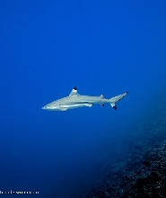斐濟鯊魚潛水盛宴：探索充滿活力的“超市”礁