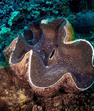 斐濟潛水樂趣：在託闊裡奇牆礁（Tokoriki Wall）暢遊，探索巨型硨磲