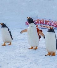 哈爾濱極地公園門票