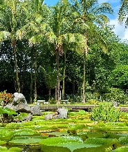 雲南西雙版納中科院植物園&傣族園一日遊