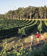 瑪格麗特河洞穴 & 葡萄酒品嚐 & 巴瑟爾頓碼頭之旅