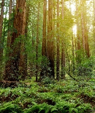 索薩利托&穆爾森林半日遊