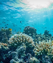 吉達 Bayada Island 浮潛體驗船之旅