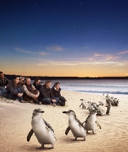 菲利普島企鵝歸巢 & 袋鼠餵食之旅