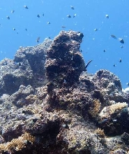 吉達紅海潛水體驗