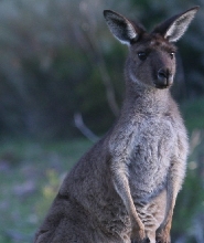 弗林德斯山脈南部四驅車生態探險一日遊