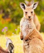 阿德萊德袋鼠島全日小團探險之旅
