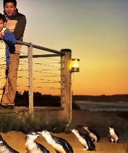 菲利普島及企鵝歸巢下午生態之旅