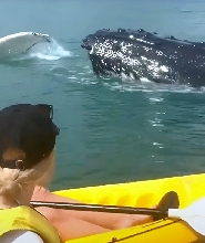 努薩：海洋皮划艇史詩觀鯨與海灘四驅車之旅