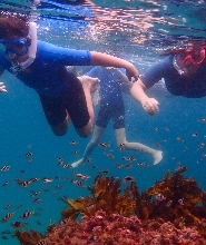 悉尼家庭浮潛之旅（含私人嚮導）