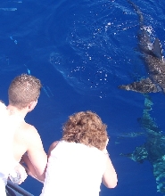 歐胡島北岸鯊魚籠潛水體驗