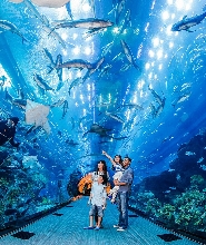 迪拜水族館 & 水下動物園門票