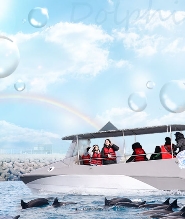 HAMO 噴射快艇海豚觀賞之旅