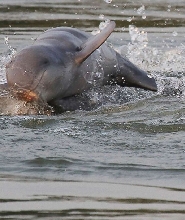 山都望紅樹林海豚觀賞晨間巡遊