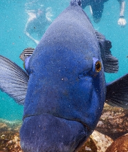 90分鐘浮潛體驗拼團遊