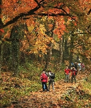 杭州九溪十八澗與十里琅璫茶園全日徒步體驗