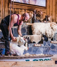 羅託魯瓦愛歌頓農場剪羊毛秀＆導覽套票