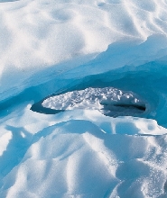 新西蘭福克斯冰川徒步探險體驗（直升機接送）