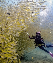 普吉島一日潛水之旅（PADI五星級潛水中心）
