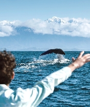 新西蘭凱庫拉賞鯨遊船之旅