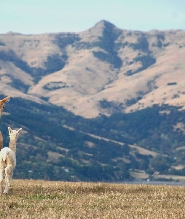 阿卡羅阿Shamarra草泥馬農場導覽