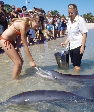 4天3夜伯斯至猴子米亞海豚、粉紅湖之旅，享受飯店舒適住宿