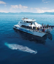 新西蘭奧克蘭觀鯨海豚遊船