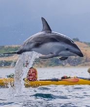 新西蘭凱庫拉野生動物獨木舟探險