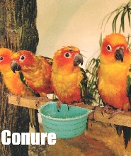 吉隆坡飛禽公園門票（含單程接送）